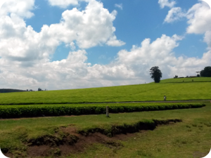 kenya