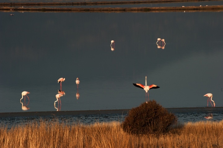 “Aura from the Island of Sappho”